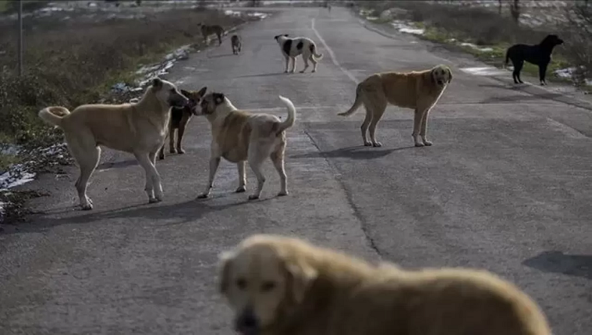 AYM’den sokak hayvanları düzenlemesi ile ilgili karar